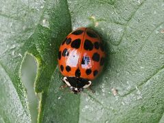 Harmonia axyridis