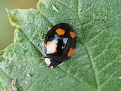 Harmonia axyridis