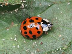 Harmonia axyridis