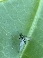 Chrysosoma leucopogon