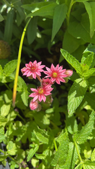 Sempervivum arachnoideum