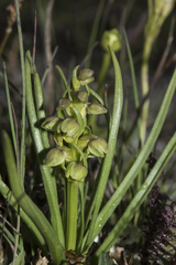 Chamorchis alpina