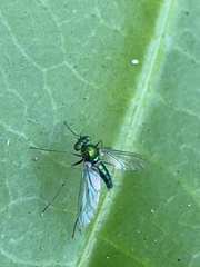 Chrysosoma leucopogon