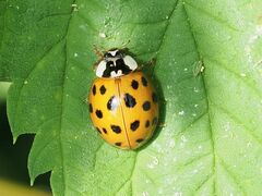 Harmonia axyridis