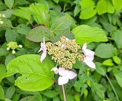 Hydrangea serrata