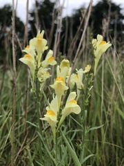 Linaria vulgaris