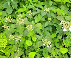 Hydrangea serrata