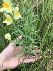 Linaria vulgaris