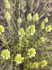 Sideritis pungens