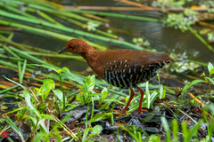Rallina fasciata