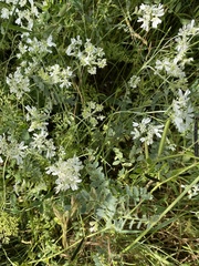 Orlaya grandiflora