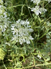 Orlaya grandiflora