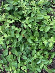 Lonicera caprifolium