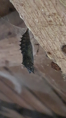 Nymphalis xanthomelas