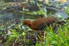 Rallina fasciata