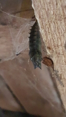 Nymphalis xanthomelas