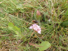 Sericomyia