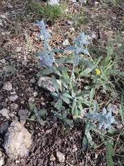 Stachys cretica