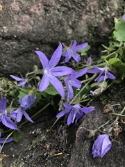 Campanula poscharskyana