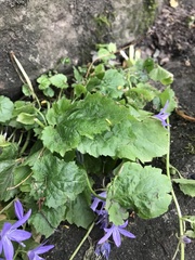 Campanula poscharskyana