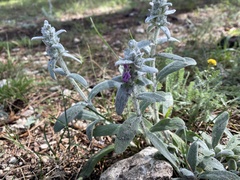 Stachys cretica