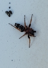 Poecilochroa variana