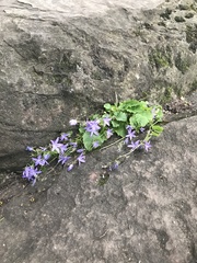 Campanula poscharskyana