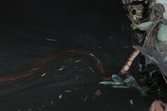 Trimerodytes annularis