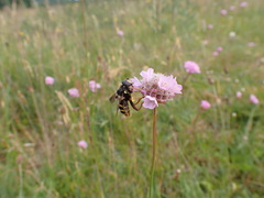 Sericomyia