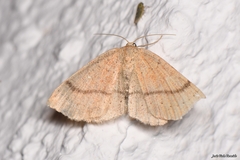 Cyclophora ruficiliaria