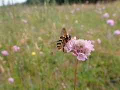 Sericomyia