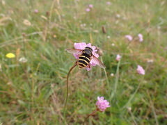 Sericomyia