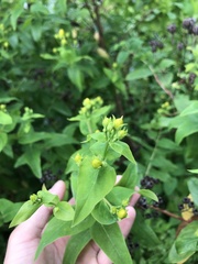 Hypericum androsaemum