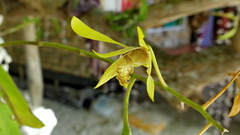 Dendrobium mirbelianum