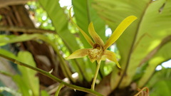 Dendrobium mirbelianum