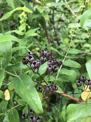 Hypericum androsaemum