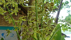 Grammatophyllum scriptum