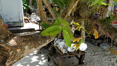 Dendrobium mirbelianum