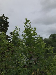 Hypericum androsaemum