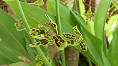 Grammatophyllum scriptum