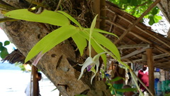 Dendrobium antennatum