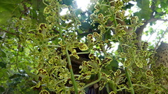 Grammatophyllum scriptum