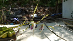 Dendrobium antennatum
