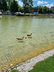 Alopochen aegyptiaca