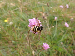 Sericomyia