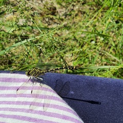 Onychogomphus forcipatus