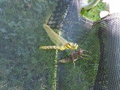 Cordulegaster boltonii