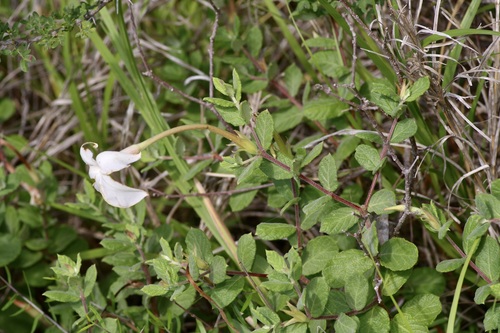 Image of Mandevilla lanuginosa by (c) Michelle W. （鍾偉瑋）, some rights reserved (CC BY)