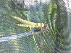 Cordulegaster boltonii