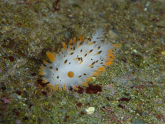 Crimora coneja